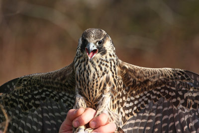 Peregrine Falcon release!