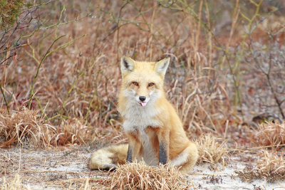 Red Fox