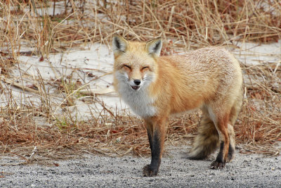 Red Fox