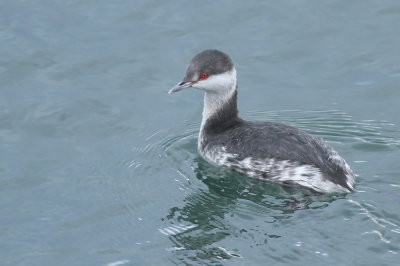 Horned Grebe