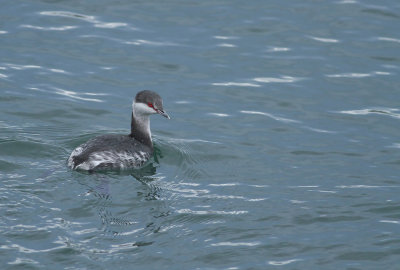 Horned Grebe