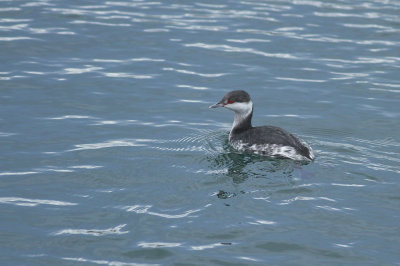 Horned Grebe