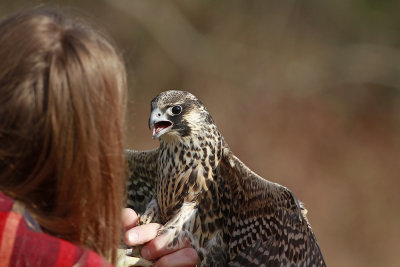 Peregrine Falcon release!