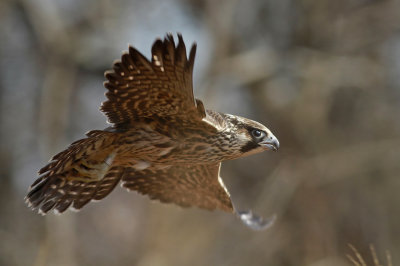 Peregrine Falcon release!