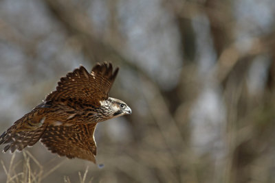 Peregrine Falcon release!