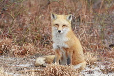 Red Fox