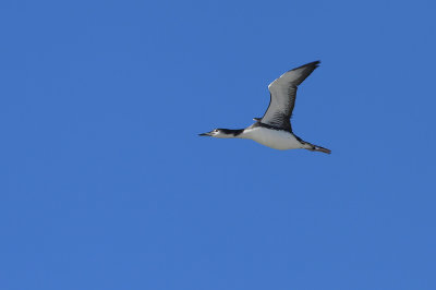 Common Loon