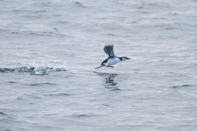 Common Murre