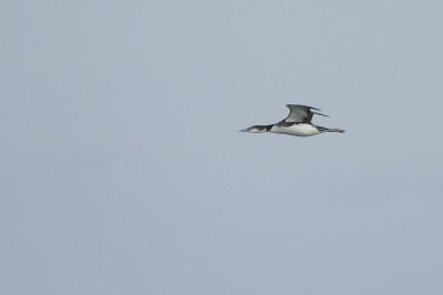 Common Loon