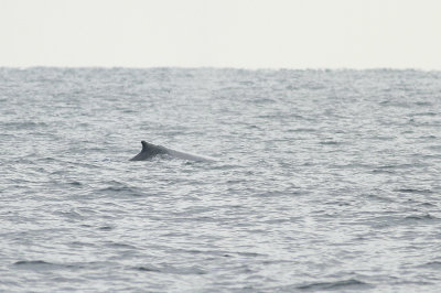 Humpback Whale