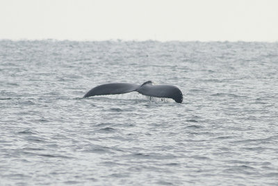 Humpback Whale