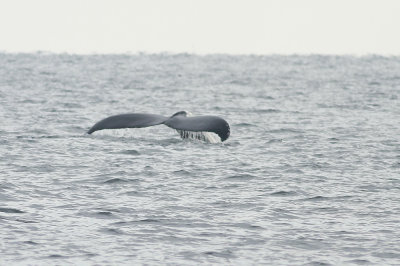 Humpback Whale