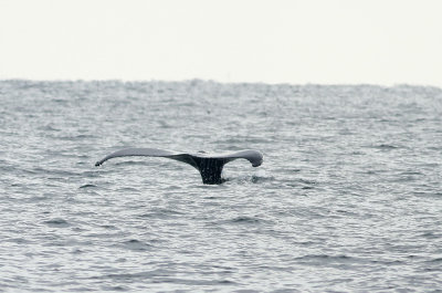 Humpback Whale