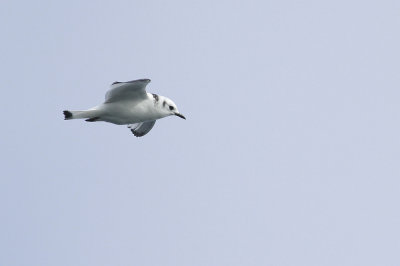 Black-legged Kittiwake- (1st cycle)