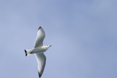 Black-legged Kittiwake- (1st cycle)