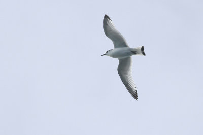 Black-legged Kittiwake- (1st cycle)