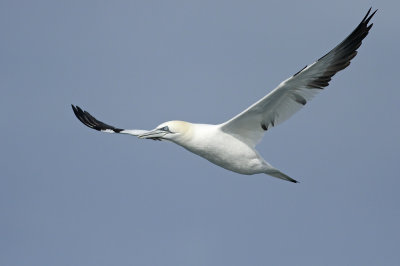 Northern Gannet