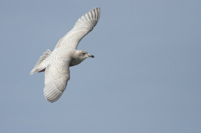 Iceland Gull (1st cycle)