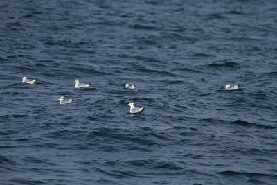 Black-legged Kittiwakes (adults and juveniles)