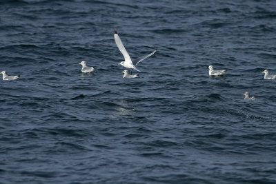 Black-legged Kittiwakes (adults and juveniles)