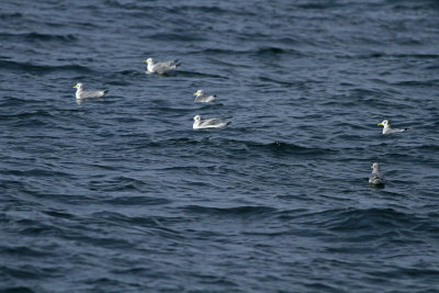 Black-legged Kittiwakes (adults and juveniles)