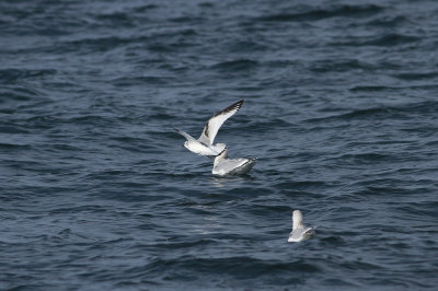 Black-legged Kittiwake (1st cycle)