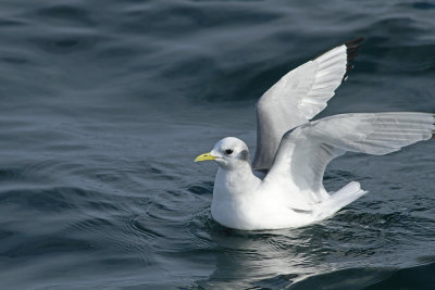 Black-legged Kittiwake