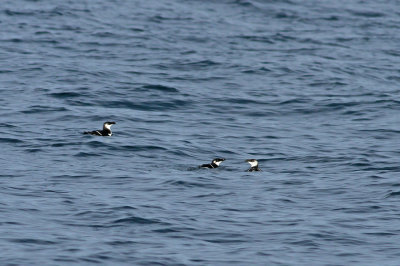 Razorbills