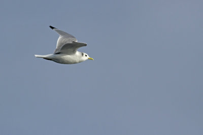 Black-legged Kittiwake (adult nonbreeding)