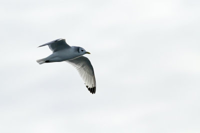 Black-legged Kittiwake (adult nonbreeding)