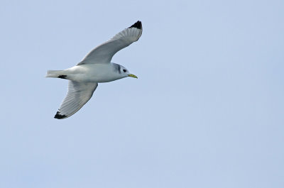 Black-legged Kittiwake (adult nonbreeding)