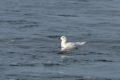 Iceland Gull (2nd cycle?)