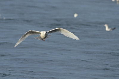 Iceland Gull (2nd cycle?)