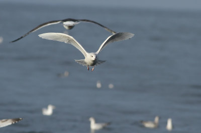 Iceland Gull (1st cycle)