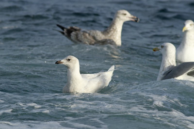 Iceland Gull (2nd cycle?)