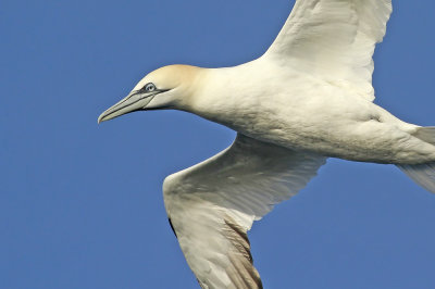 Northern Gannet