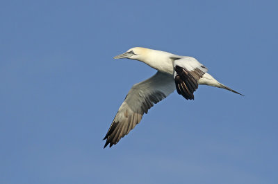 Northern Gannet