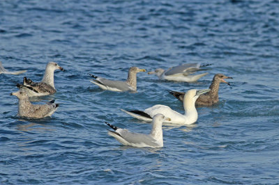 Northern Gannet and friends