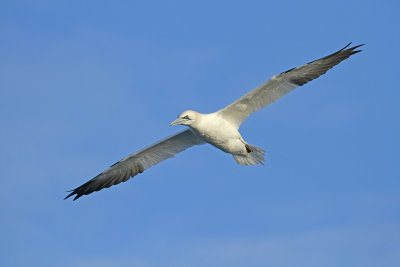 Northern Gannet