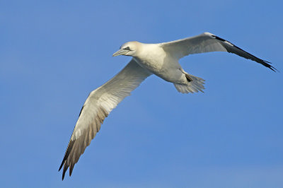 Northern Gannet