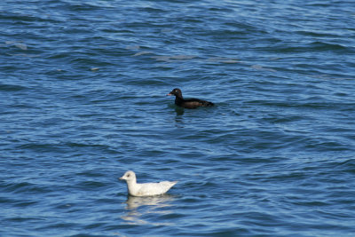 Iceland Gull and White-winged Scoter