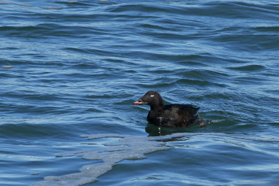 White-winged Scoter