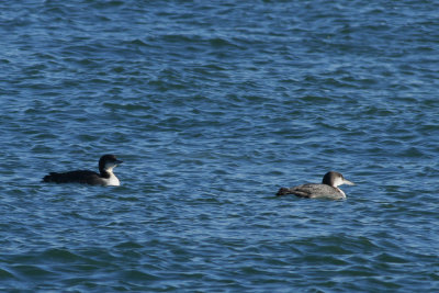 Uncommon Loon