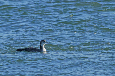 Uncommon Loon