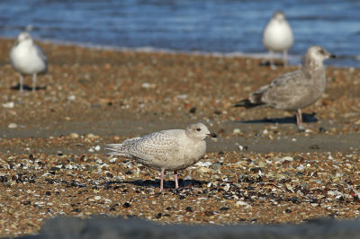 Iceland Gull and friends