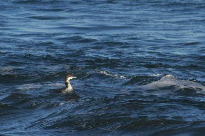 Uncommon Loon