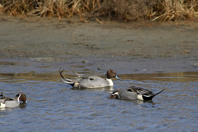 Northern Pintails