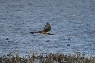 Northern Harrier