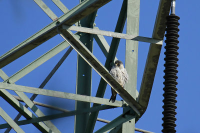 Peregrine Falcon (adult)