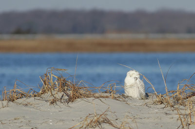 Snowy Owl (2 of 2)